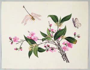 Kirschblüte, Libelle und Schmetterling